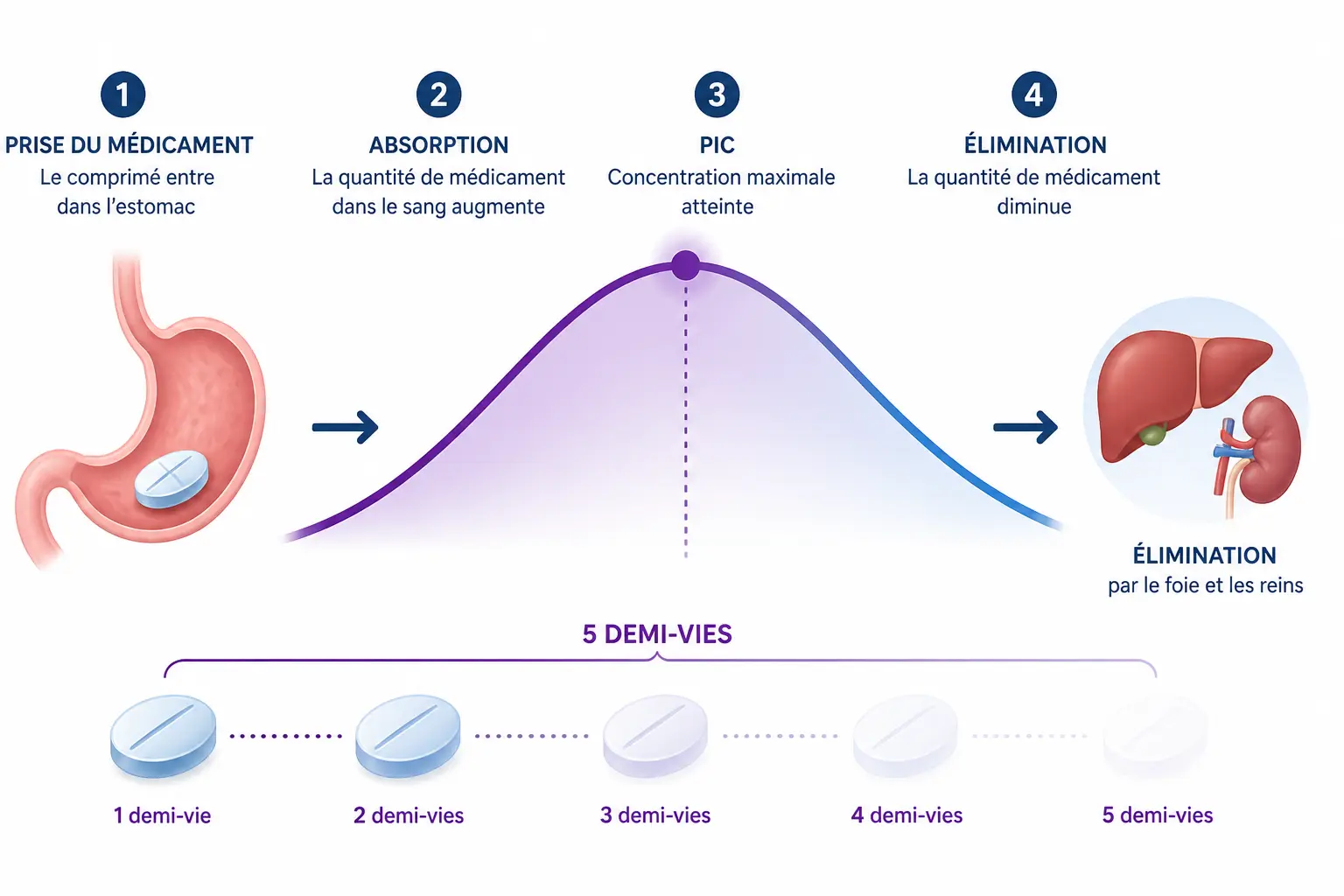 Schéma éducatif sur combien de temps un anti-inflammatoire reste dans le sang, de la prise à l’élimination.