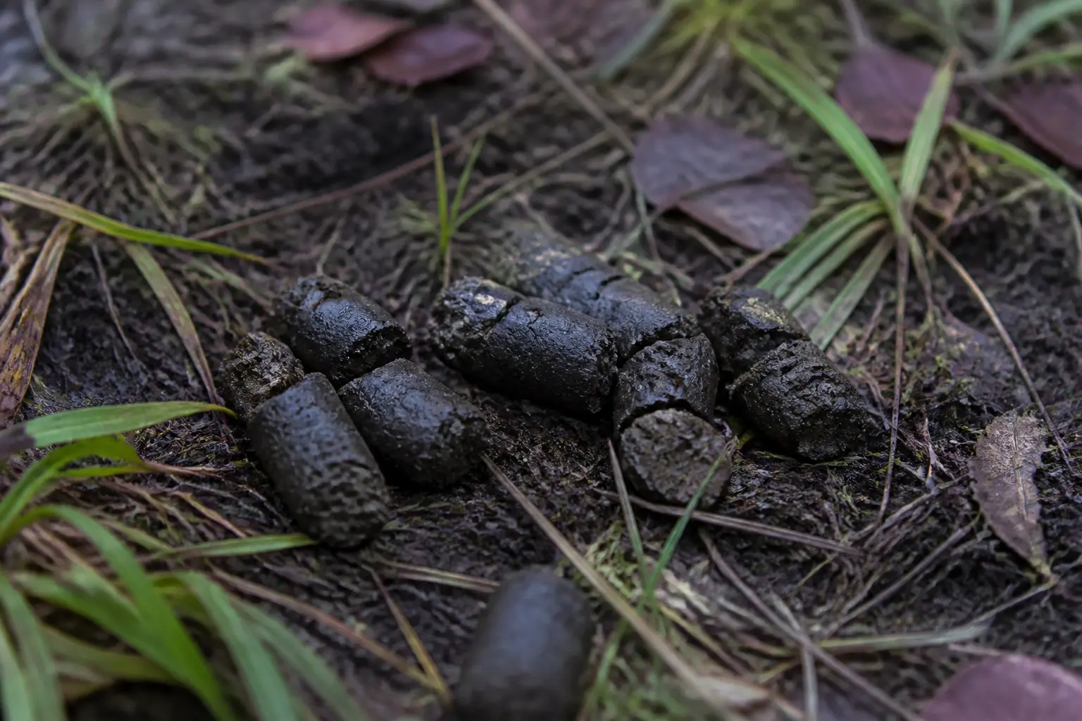 Crottes de sanglier fraîches en gros plan sur sol forestier humide, avec herbes couchées et feuilles mortes.