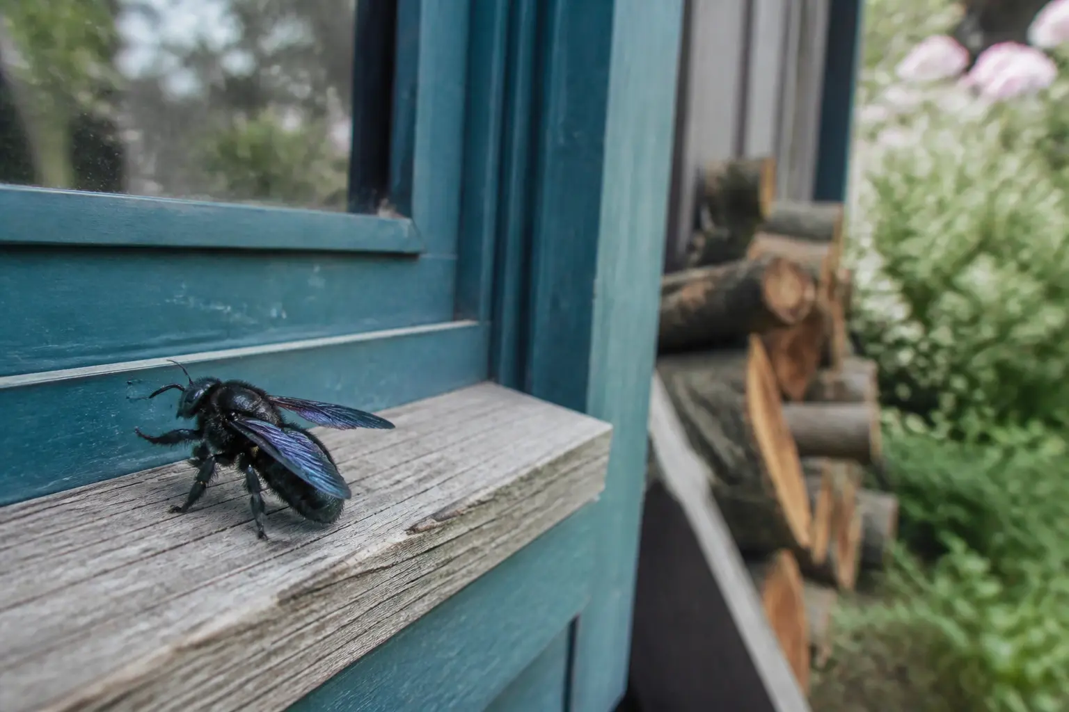 Insecte volant noir posé sur du bois près d’une fenêtre, gros plan réaliste avec ailes irisées et jardin flou en fond